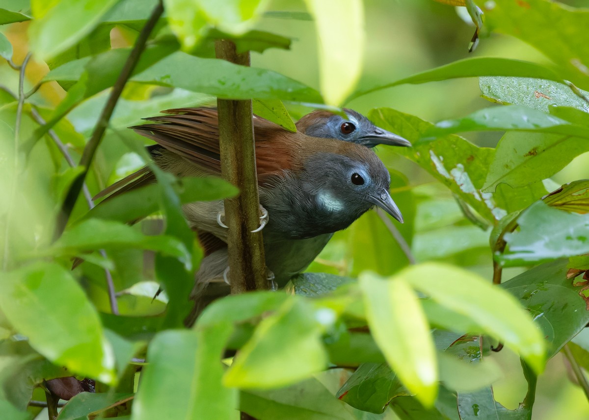 kastanjevingetimal - ML645157806