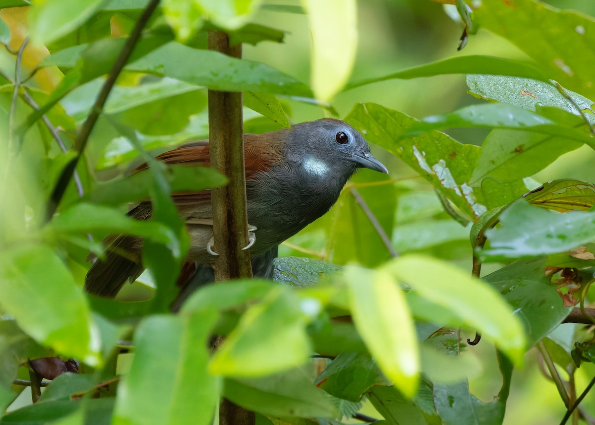 kastanjevingetimal - ML645157807