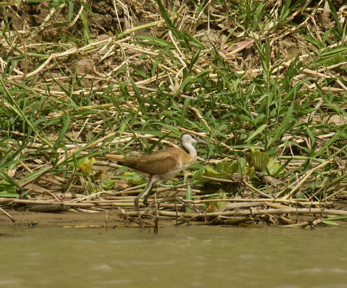 Jakana afrikarra - ML645157823