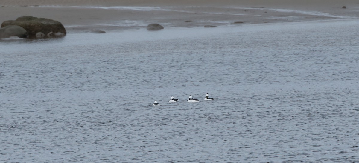 hohol bělavý - ML645157824