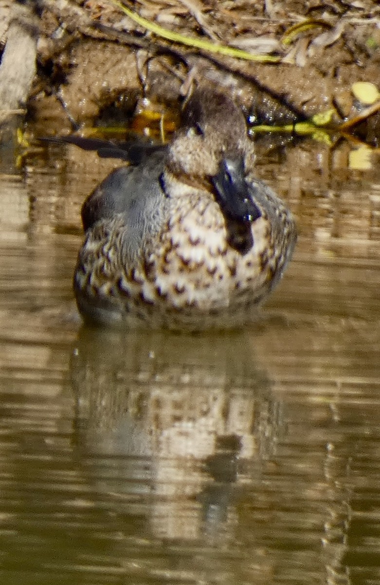 Green-winged Teal - ML645157825