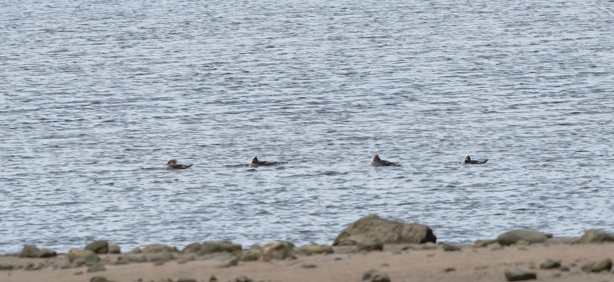 morčák chocholatý - ML645157826