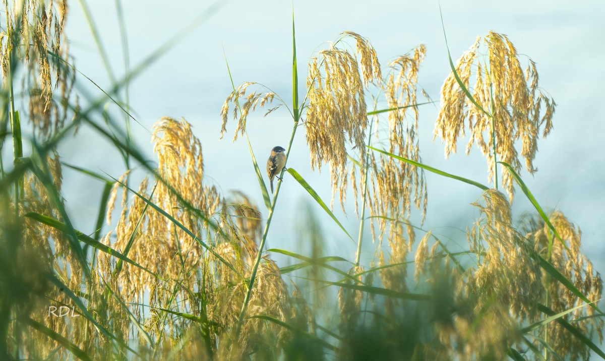 Morelet's Seedeater - ML645157831