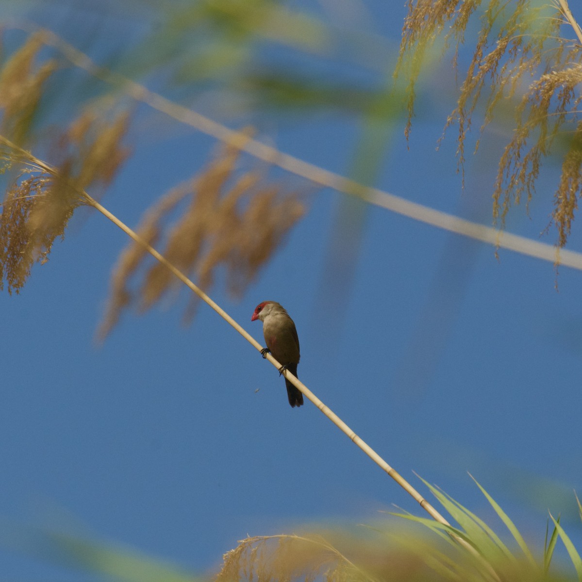 Estrilda mokogorria - ML645157832