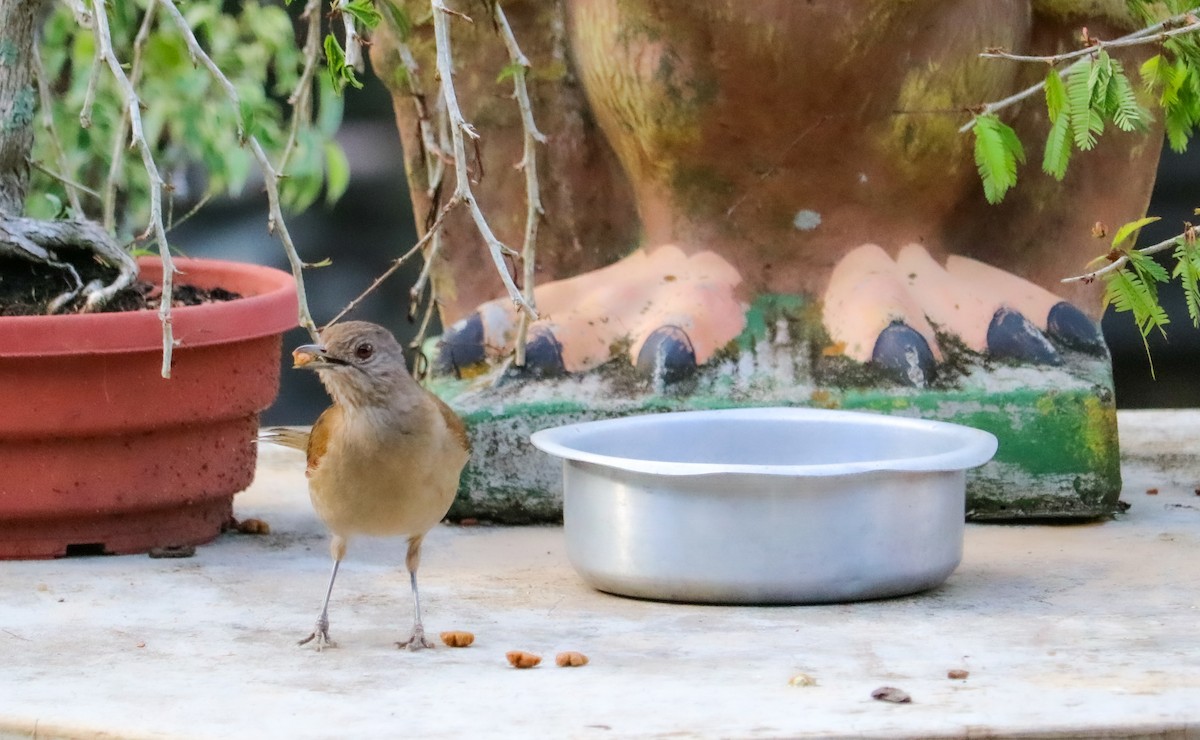 Pale-breasted Thrush - ML645157835