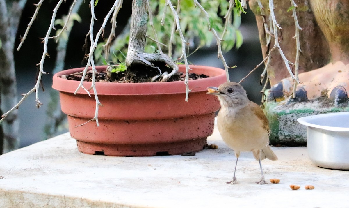 Pale-breasted Thrush - ML645157836