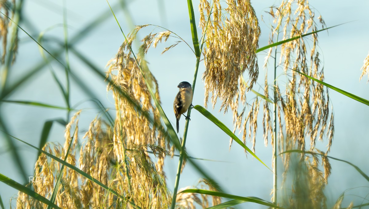 Morelet's Seedeater - ML645157837