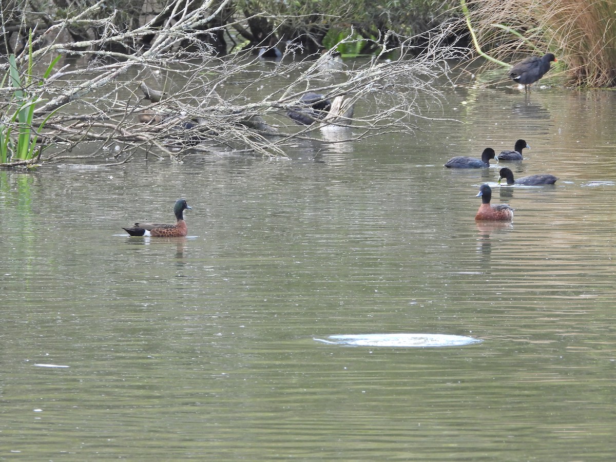 Chestnut Teal - ML645157841