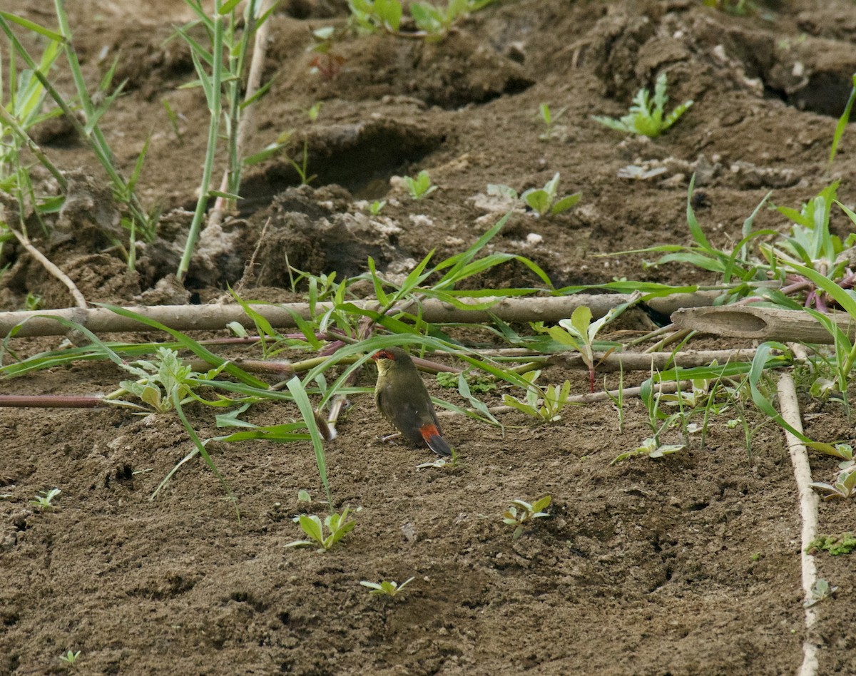 Amandava bekaingorria - ML645157867