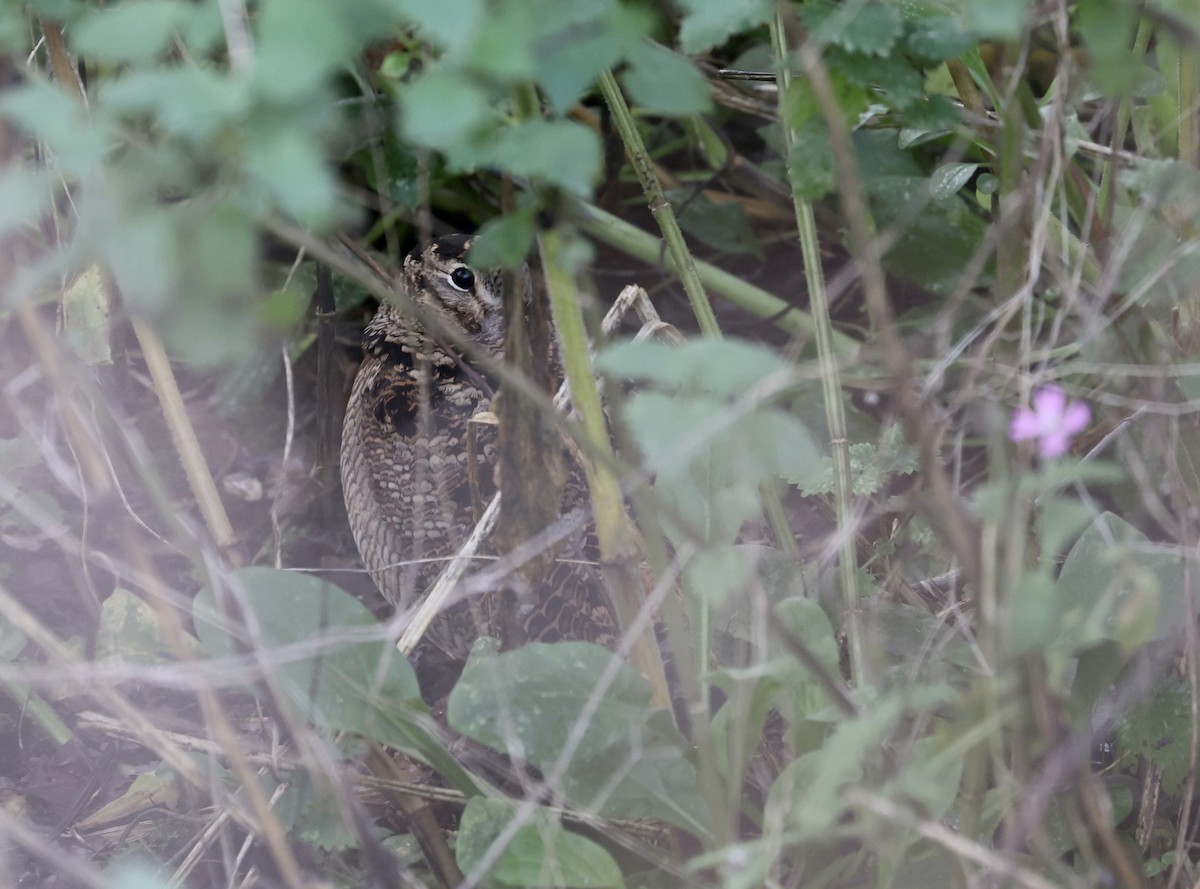 Eurasian Woodcock - ML645157955