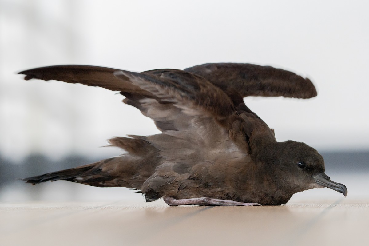 buřňák klínoocasý - ML645157986