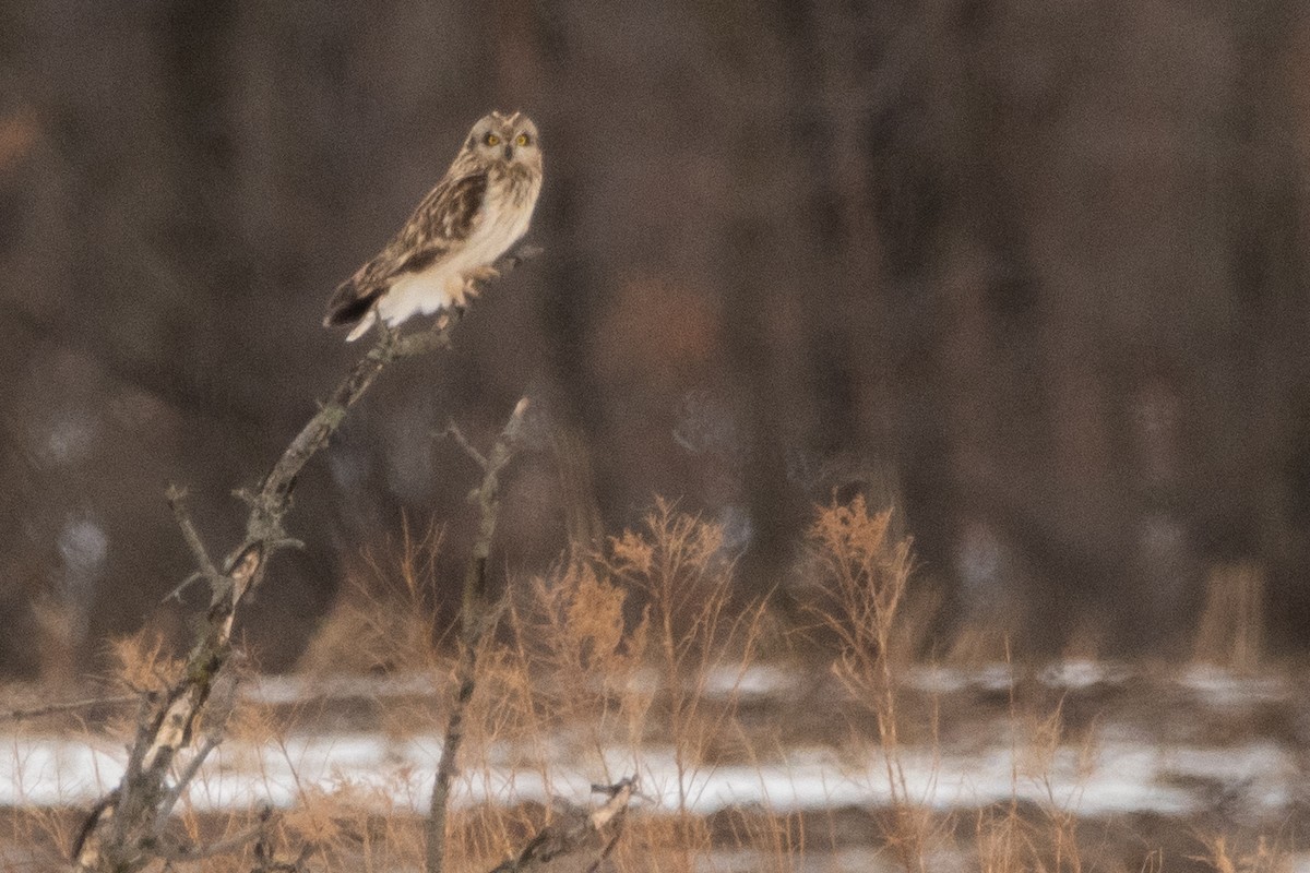 Zingira-hontza (flammeus) - ML645158001