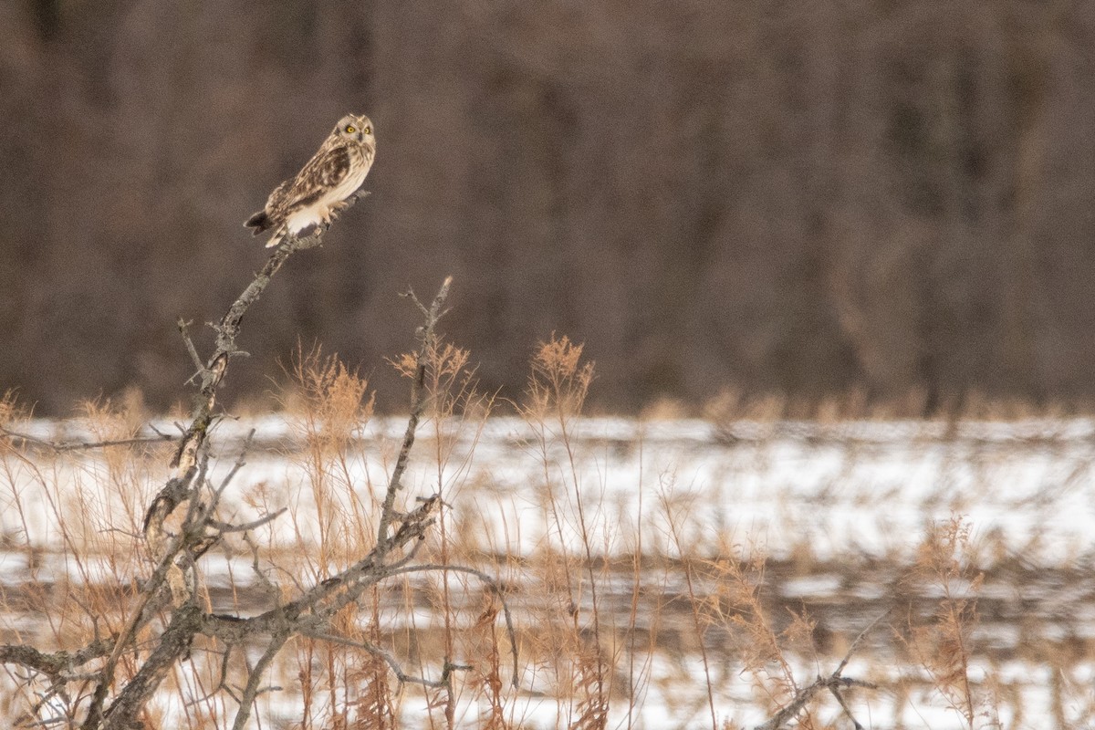 Zingira-hontza (flammeus) - ML645158002