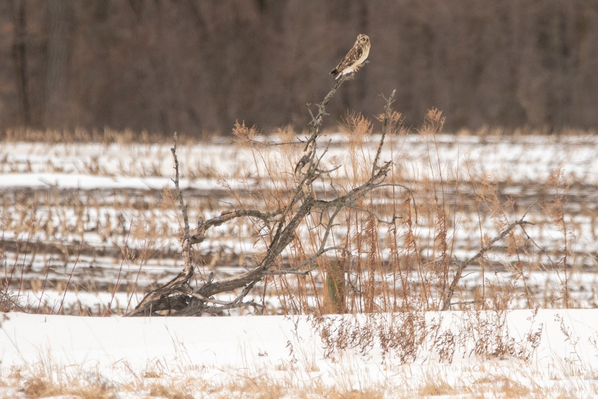 Zingira-hontza (flammeus) - ML645158003