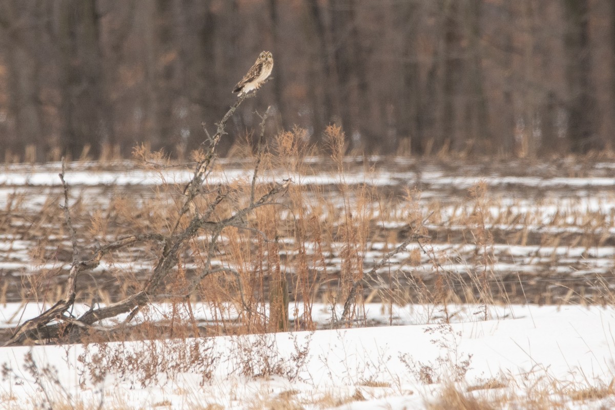 Zingira-hontza (flammeus) - ML645158004