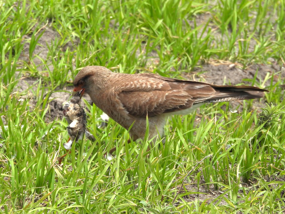Chimango Caracara - ML645158023