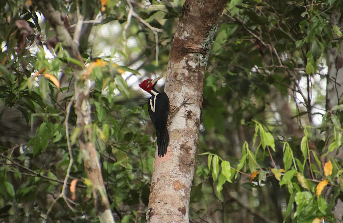 Crimson-crested Woodpecker - ML645158043