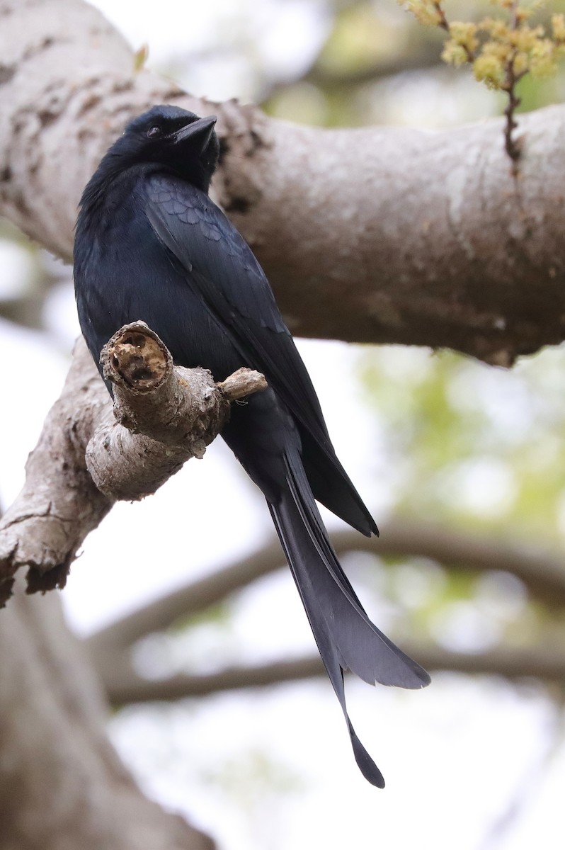 lejskovec azurový - ML645158051