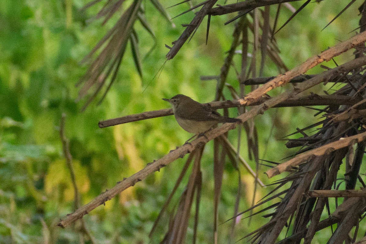 rákosník pokřovní - ML645158052
