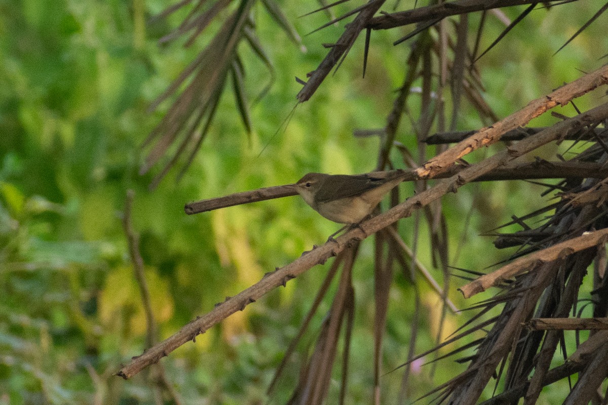 rákosník pokřovní - ML645158053