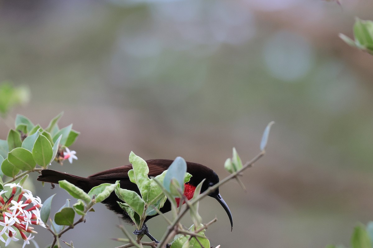 strdimil senegalský - ML645158055