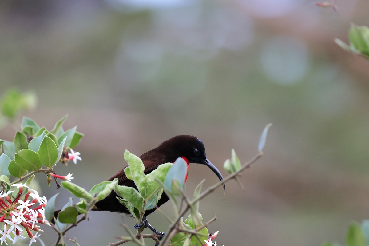 strdimil senegalský - ML645158056