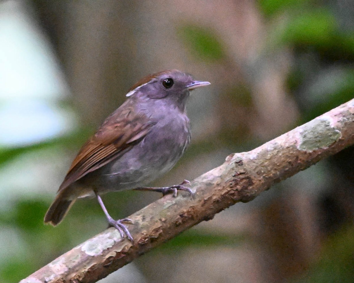 mucholovka hnědotemenná - ML645158060