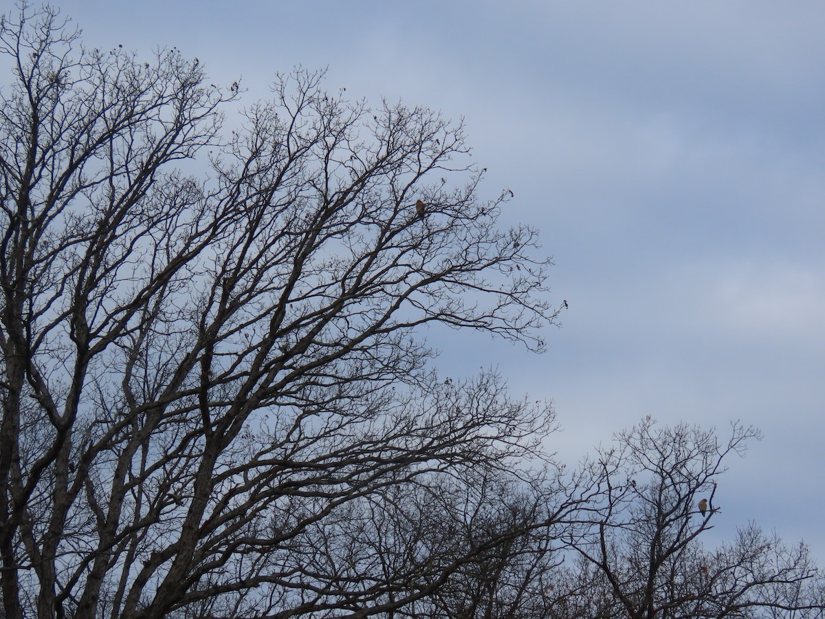 káně páskovaná - ML645158061