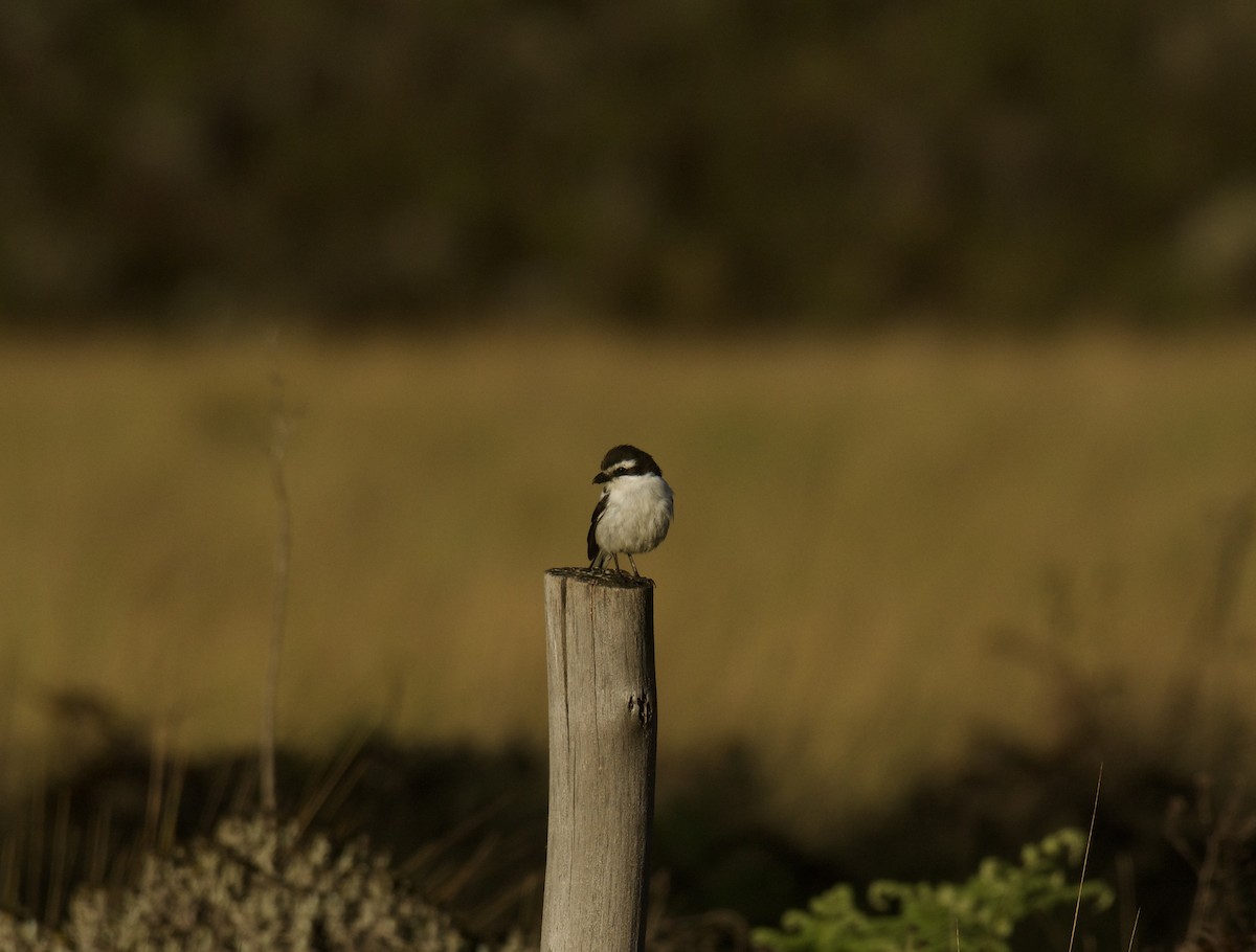 ťuhýk afrotropický - ML645158062