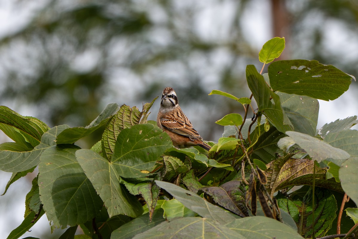 strnad čínský - ML645158064