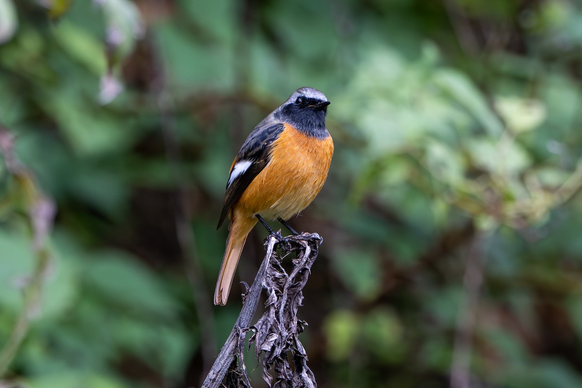 rehek daurský - ML645158065