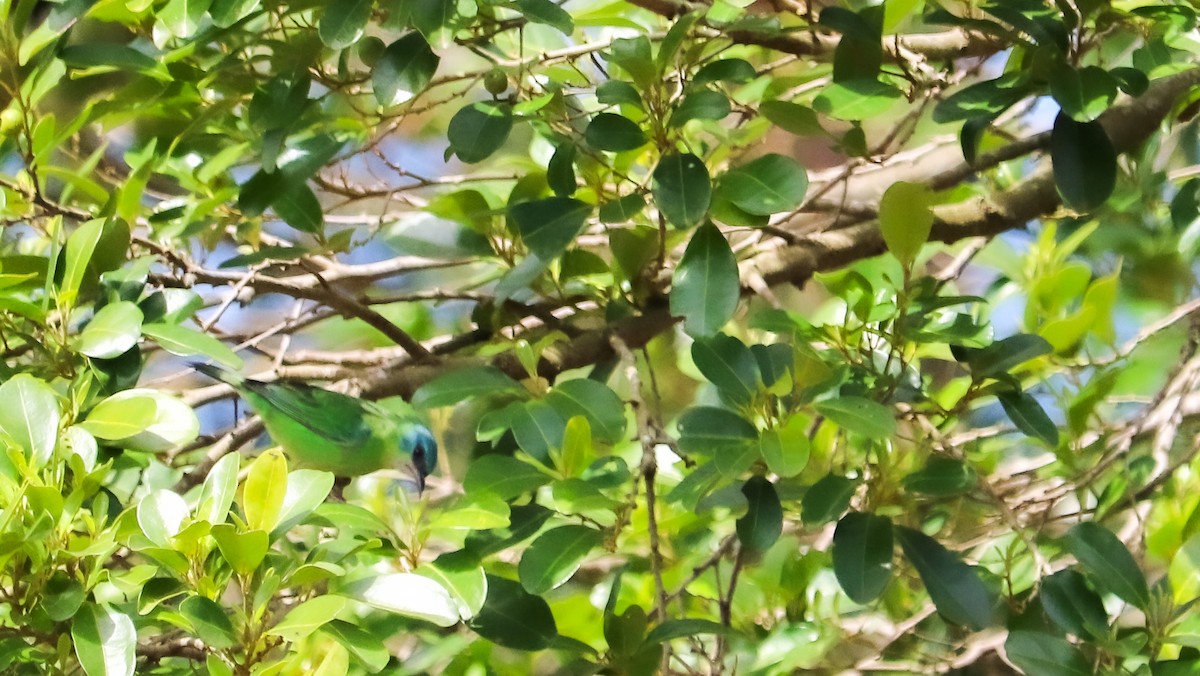 Blue Dacnis - ML645158066
