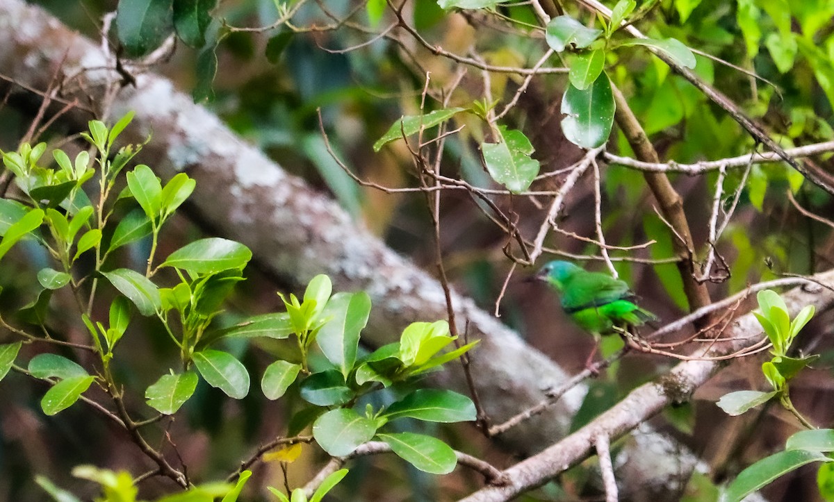 Blue Dacnis - ML645158067