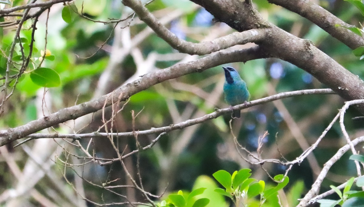 Blue Dacnis - ML645158068