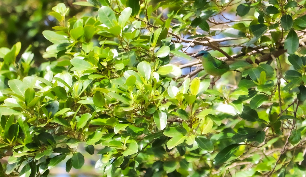 Blue Dacnis - ML645158069