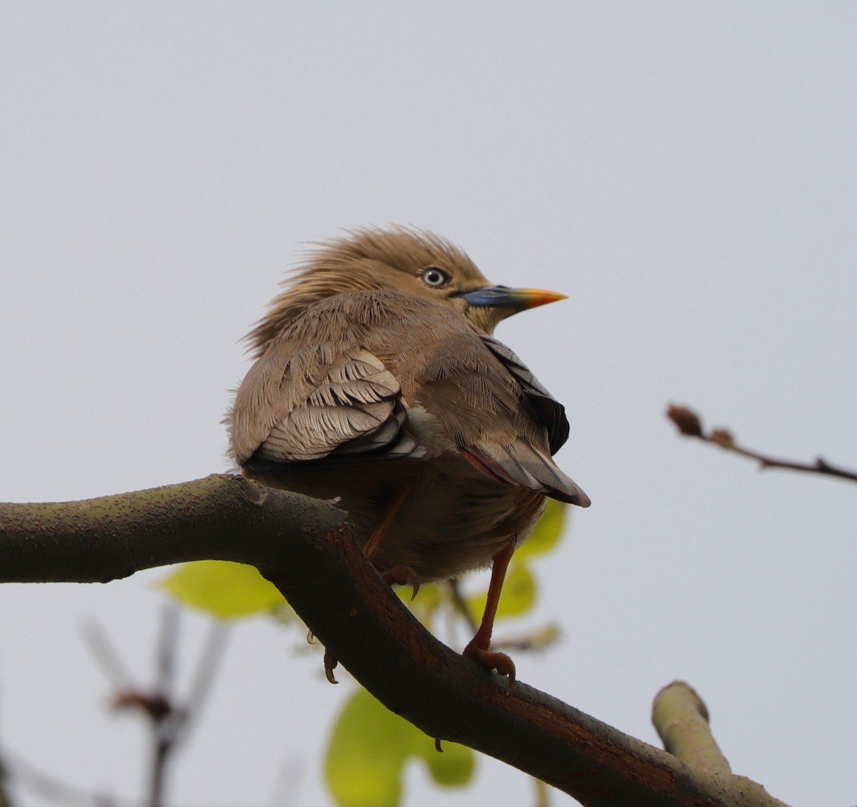 špaček rezavobřichý - ML645158070