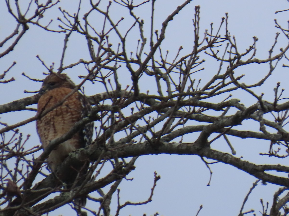 káně páskovaná - ML645158071