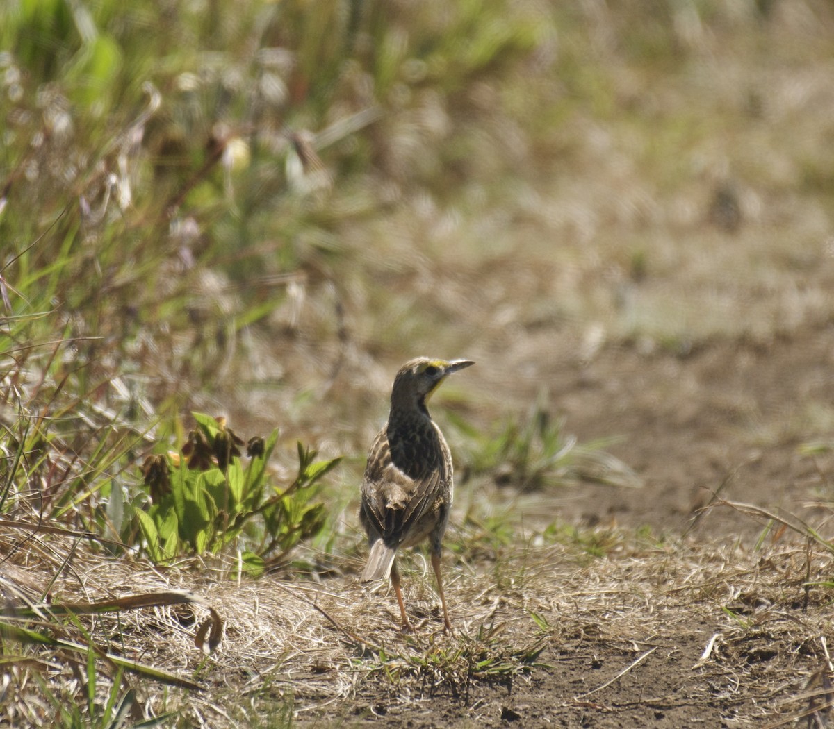 linduškovec žlutobrvý - ML645158072