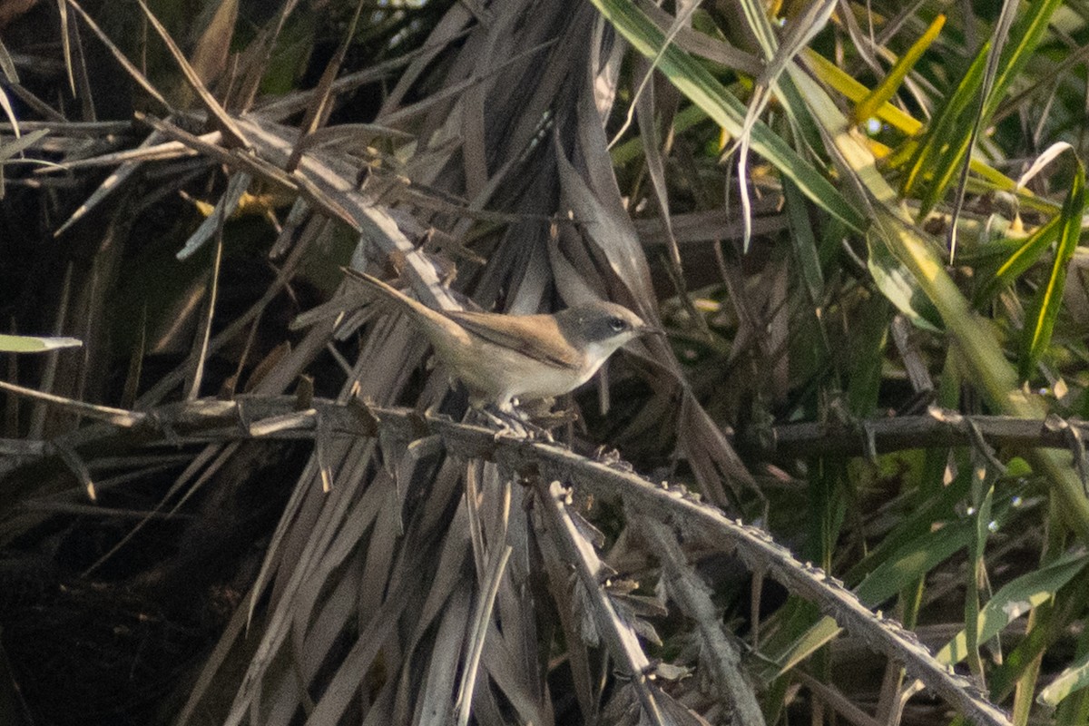 pěnice pokřovní - ML645158073