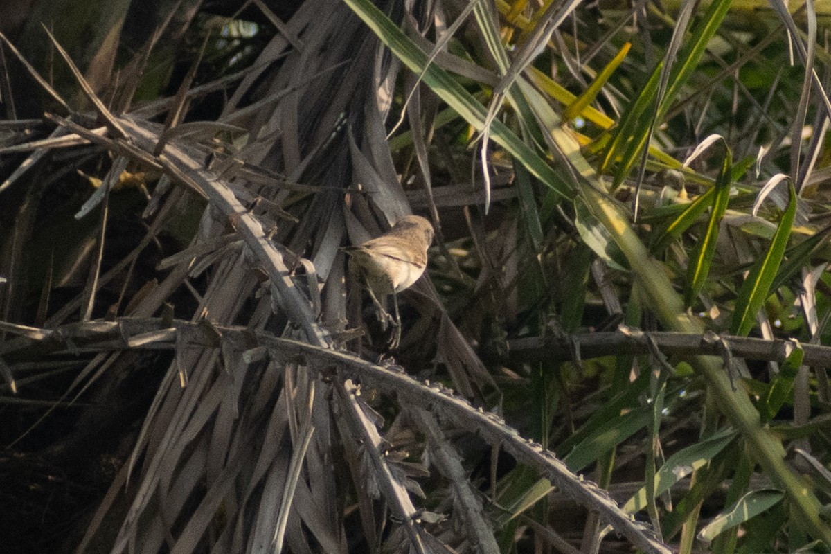 pěnice pokřovní - ML645158074