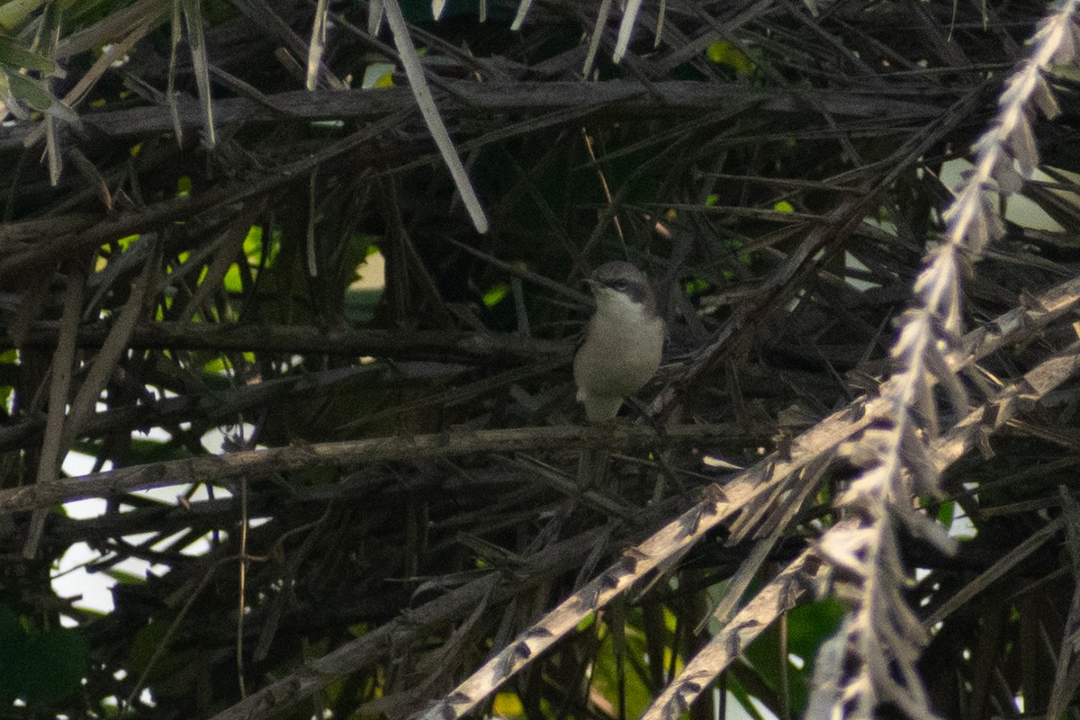 pěnice pokřovní - ML645158075