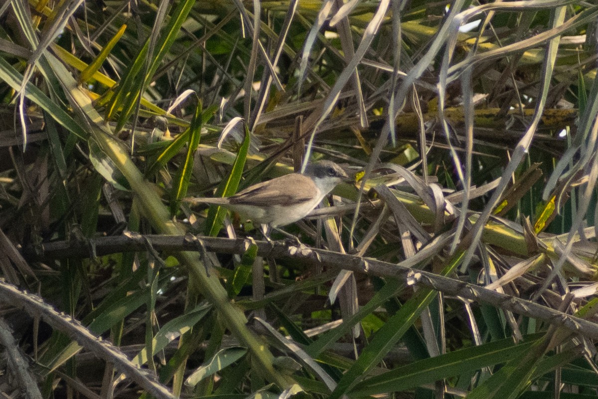 pěnice pokřovní - ML645158076