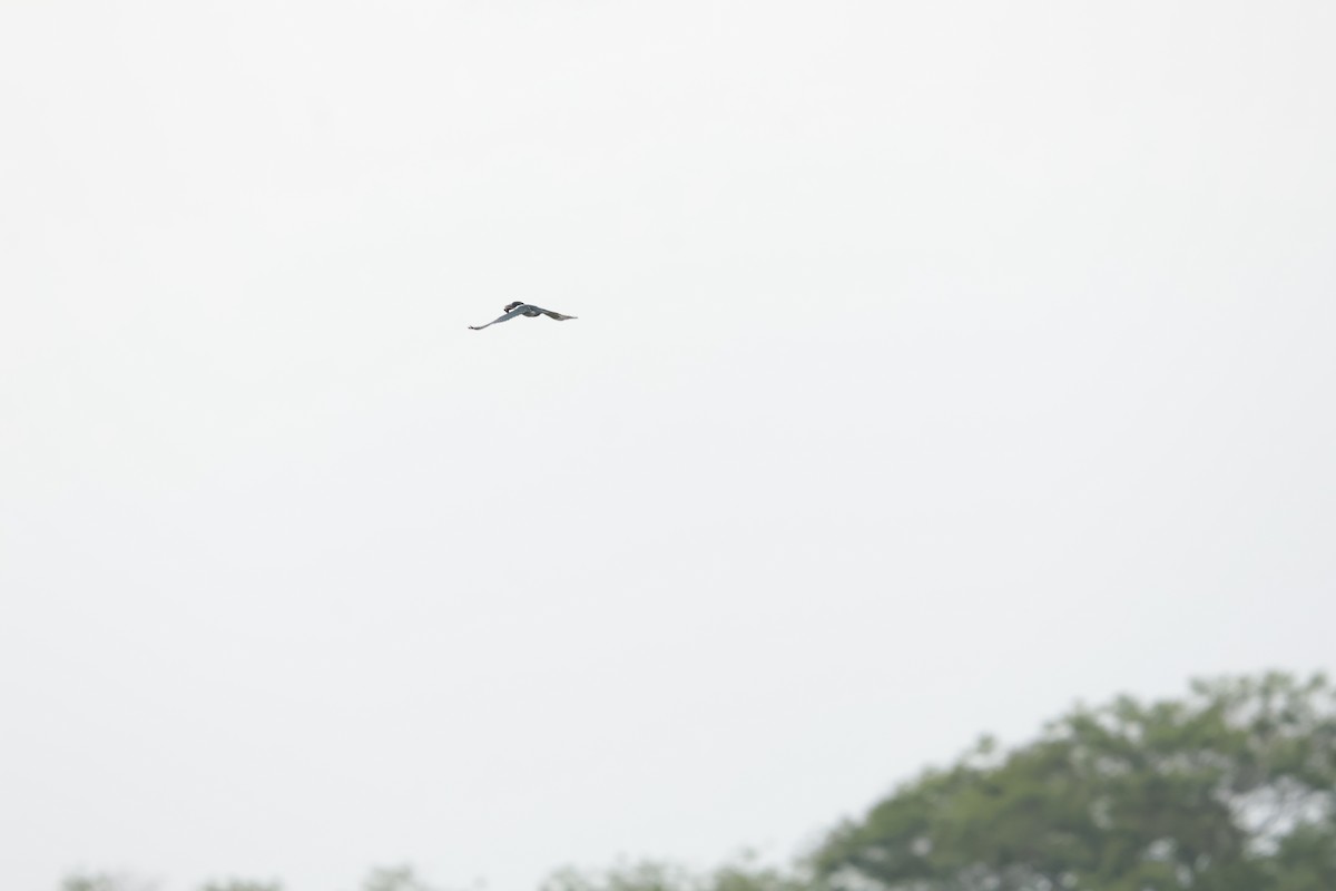 rybařík obojkový - ML645158077