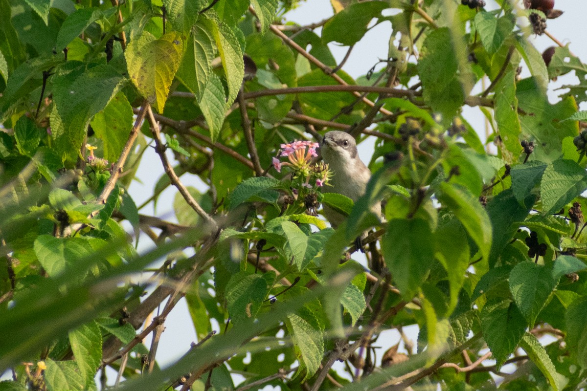 pěnice pokřovní - ML645158078