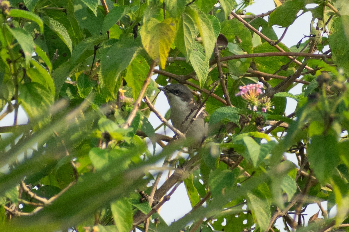 pěnice pokřovní - ML645158079