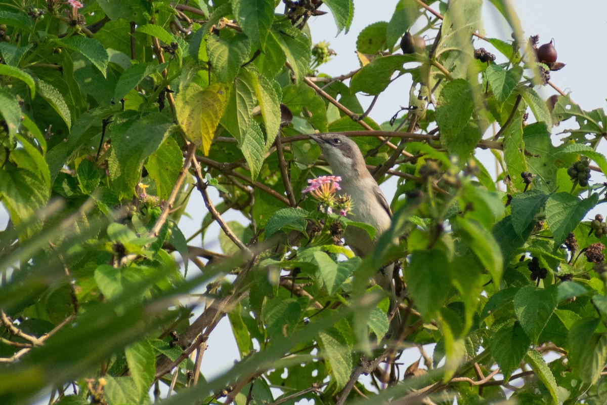 pěnice pokřovní - ML645158080