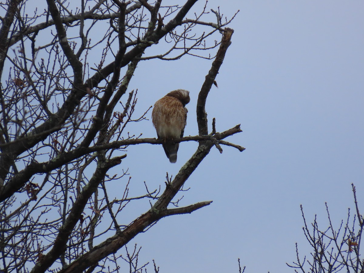 káně páskovaná - ML645158083