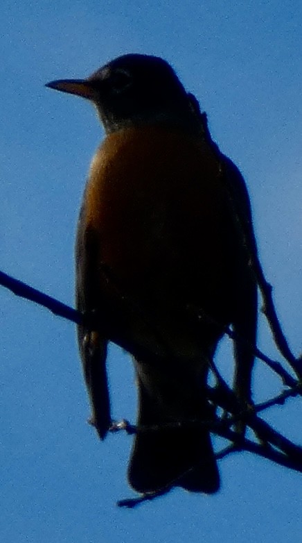American Robin - ML645158090