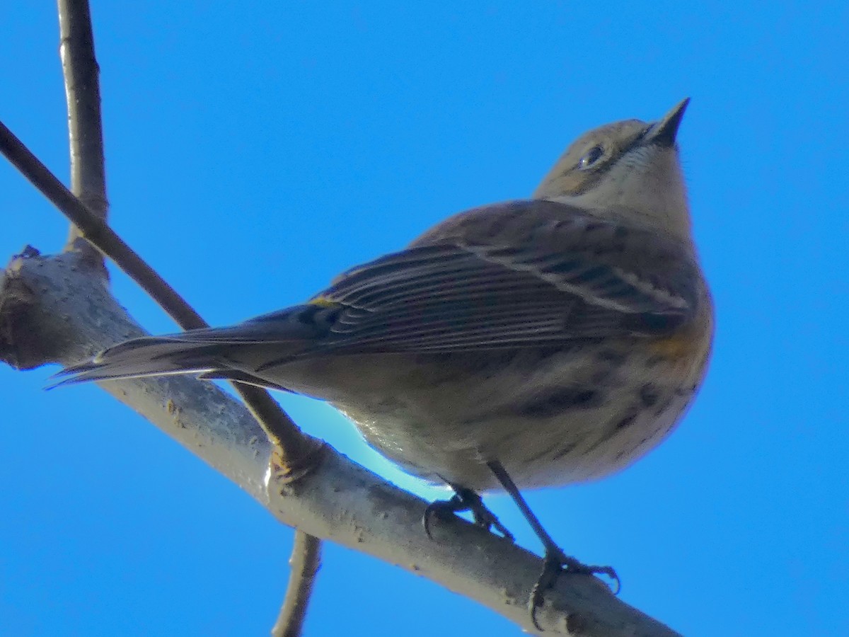 Yellow-rumped Warbler - ML645158101
