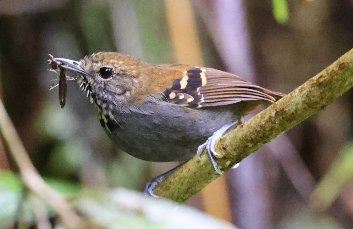 Star-throated Antwren - ML645158102